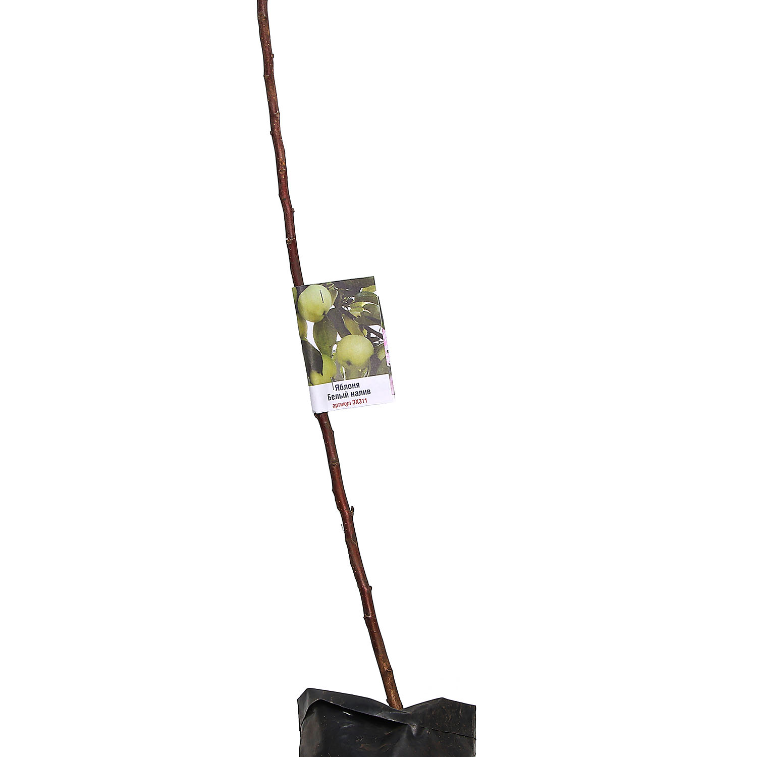 Яблоня Белый налив Саженец 2 года Высота саженца   100-120см