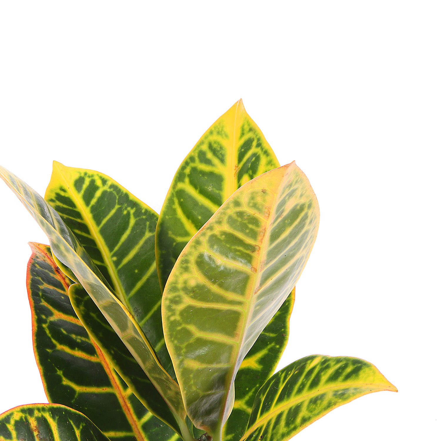 Кодиеум Микс D9 H15-20 *1/12