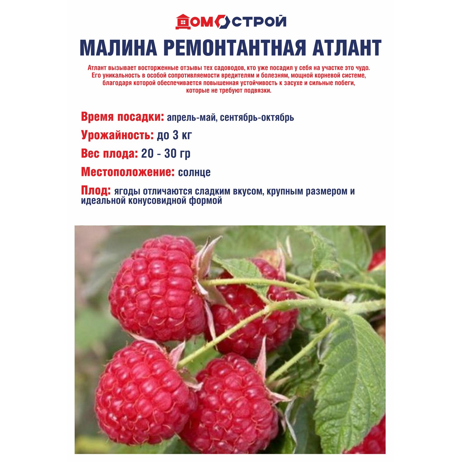 Малина ремонтантная Атлант