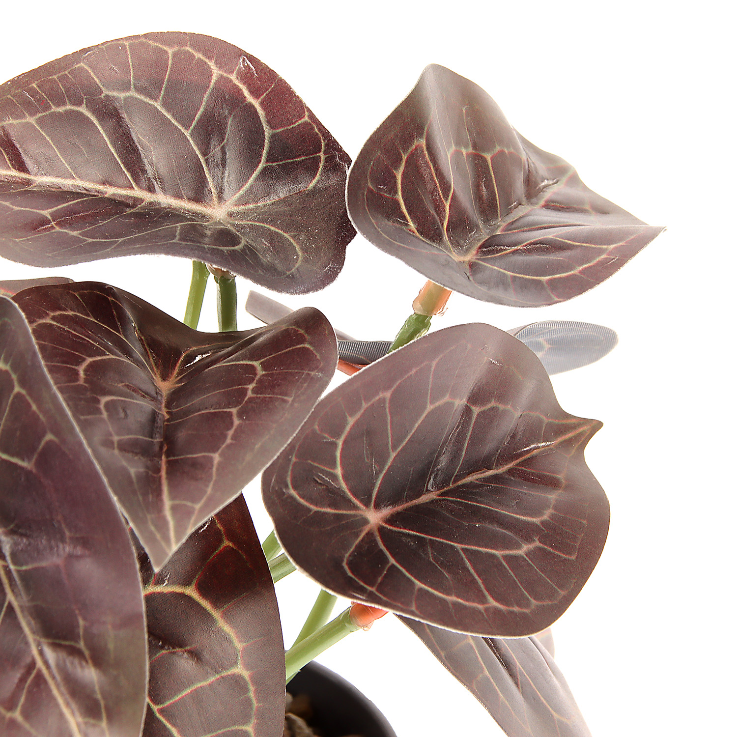 Бонсай в горшке "Алоказия колор" 7,5х15 см   10084572