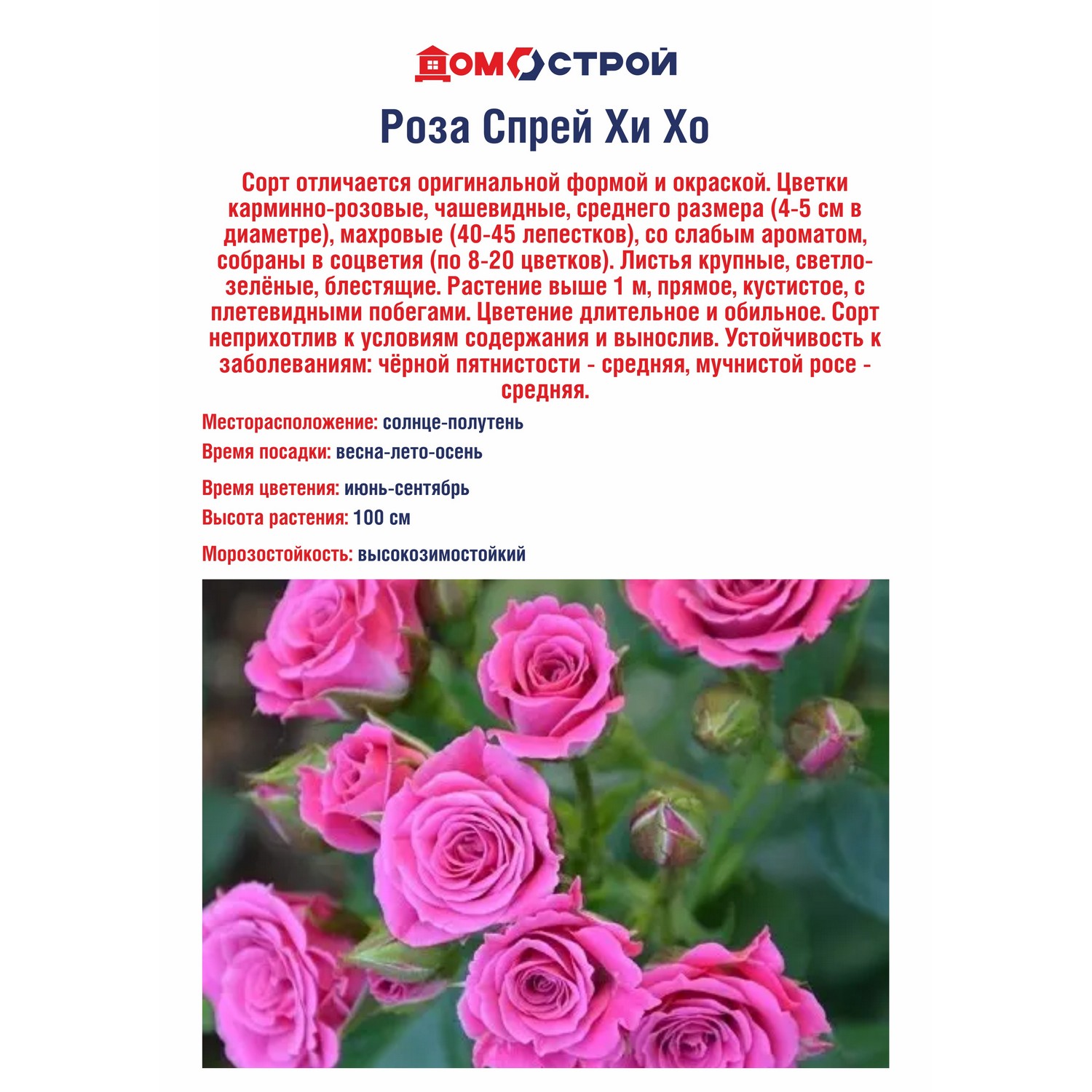 Роза Спрей Хи Хо