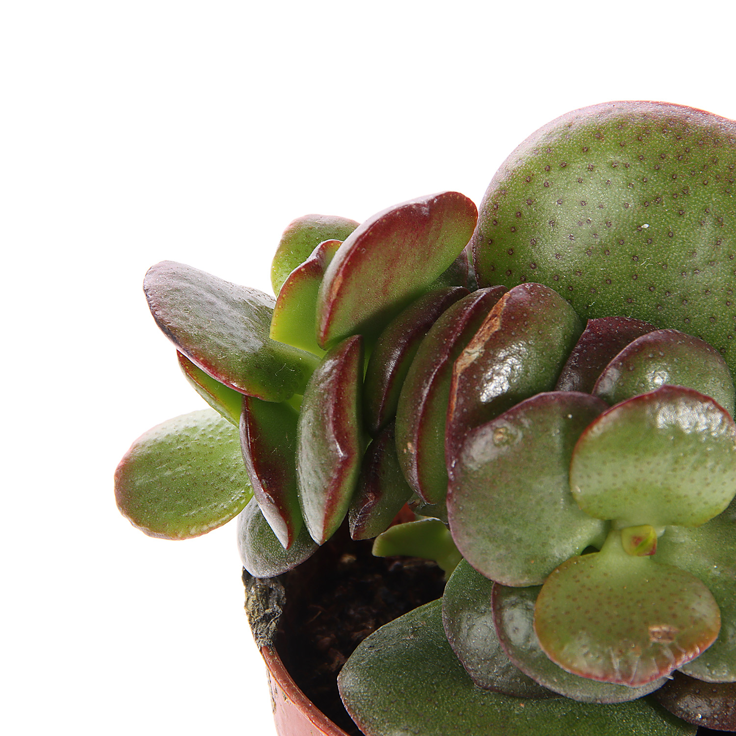 Суккулент микс ХХL D7 Н10 *1/20