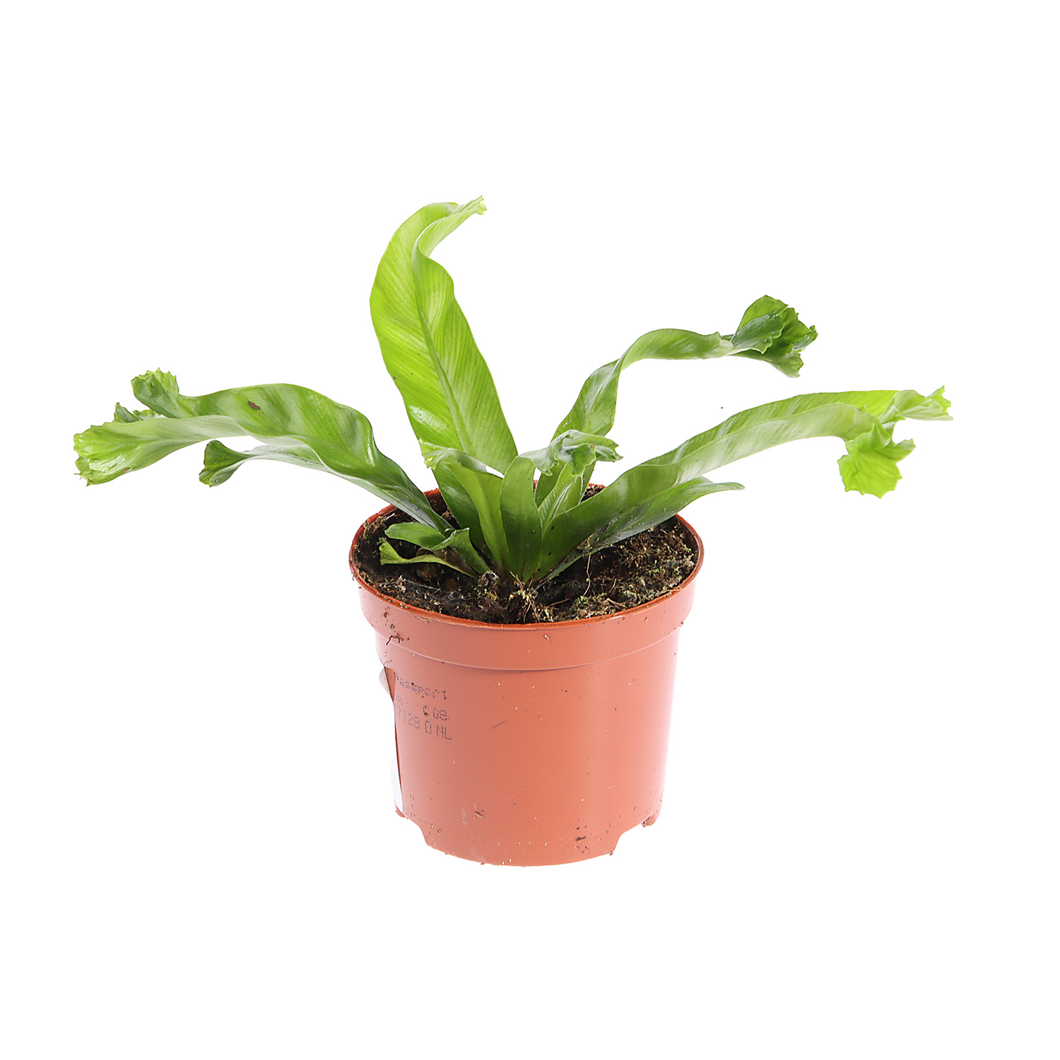 Папоротник микс D9 Н15*1/20