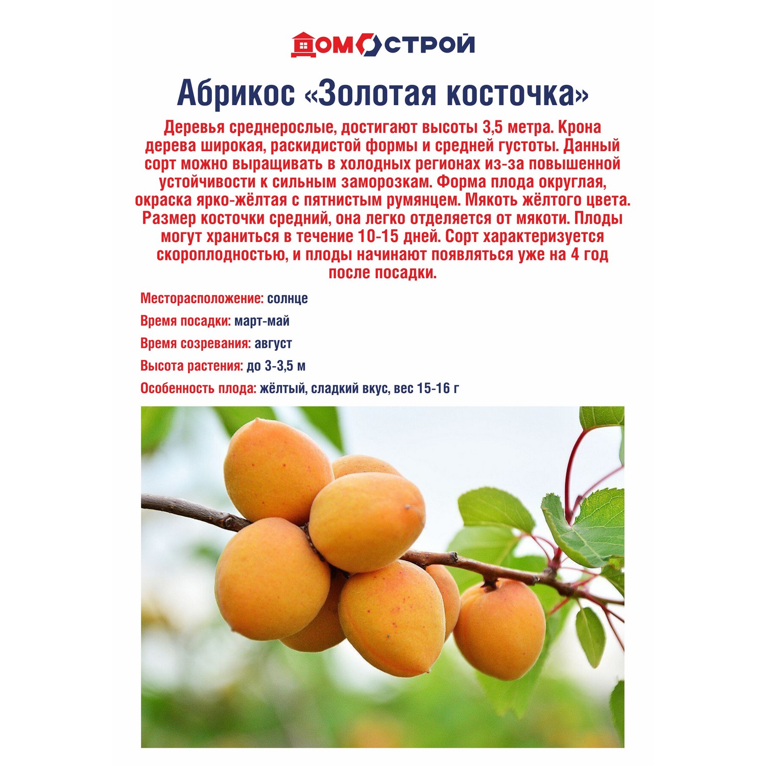 Абрикос Золотая косточка