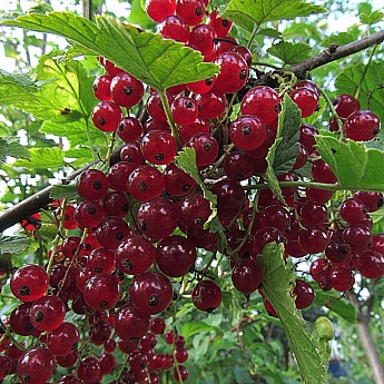 Смородина красная Андрейченко Высота саженца  40-70см на кусте 2-3 ветки