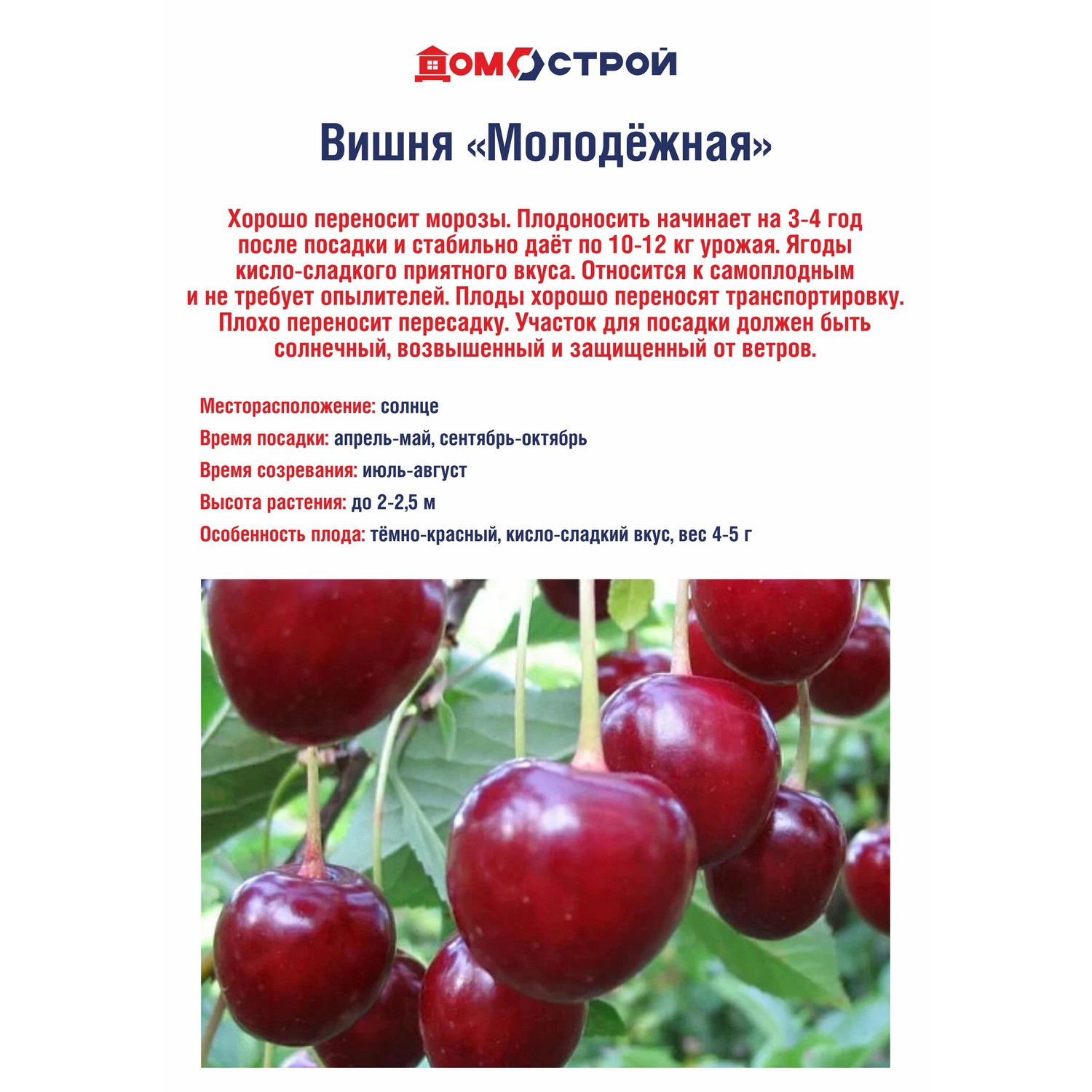 Вишня Молодежная