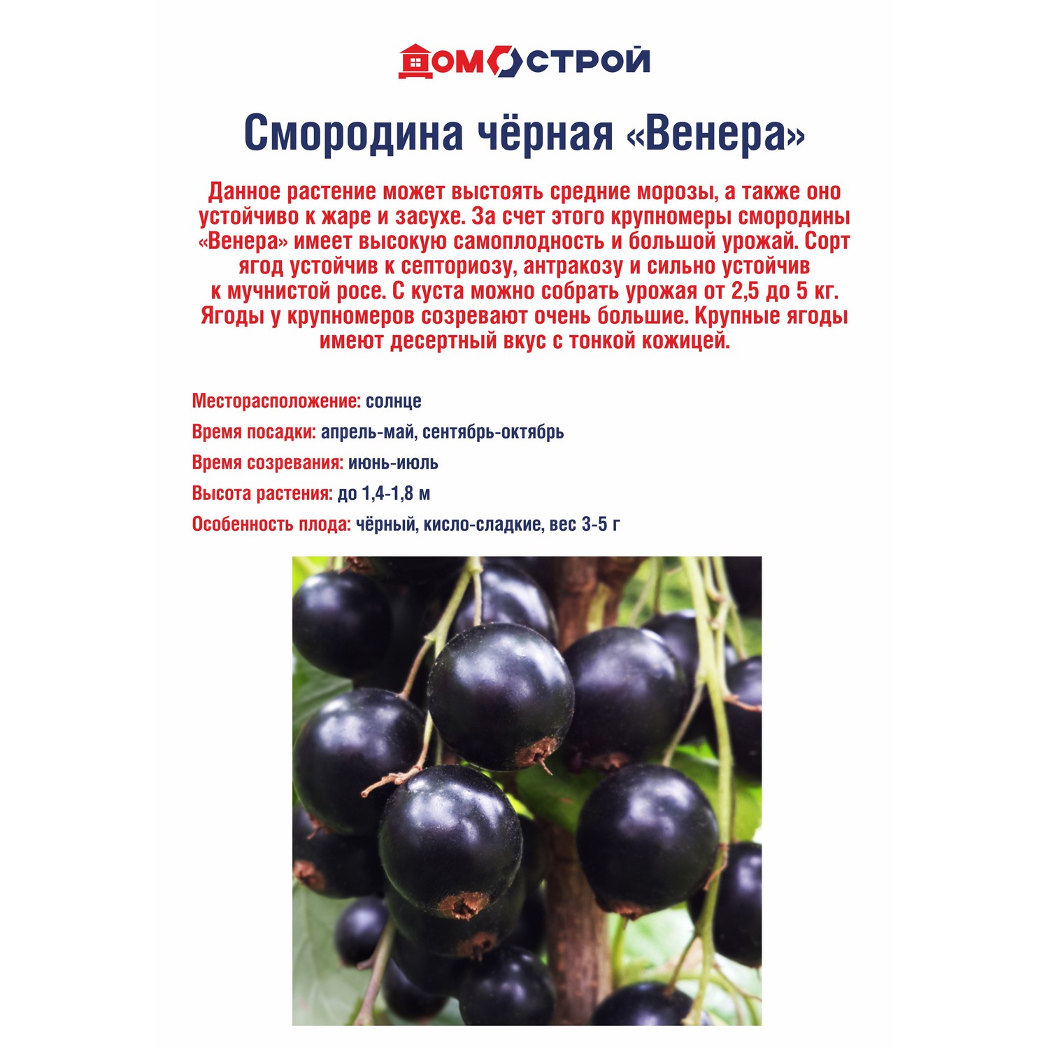 Смородина черная Венера