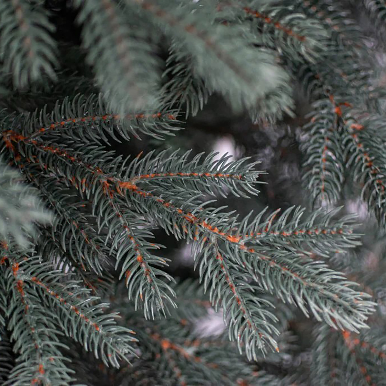 Елка искусственная Елки от Мишки «Тобольская голубая», 180 см, ПВХ, зеленый