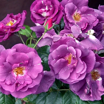 Роза парковая Рапсоди ин Блю