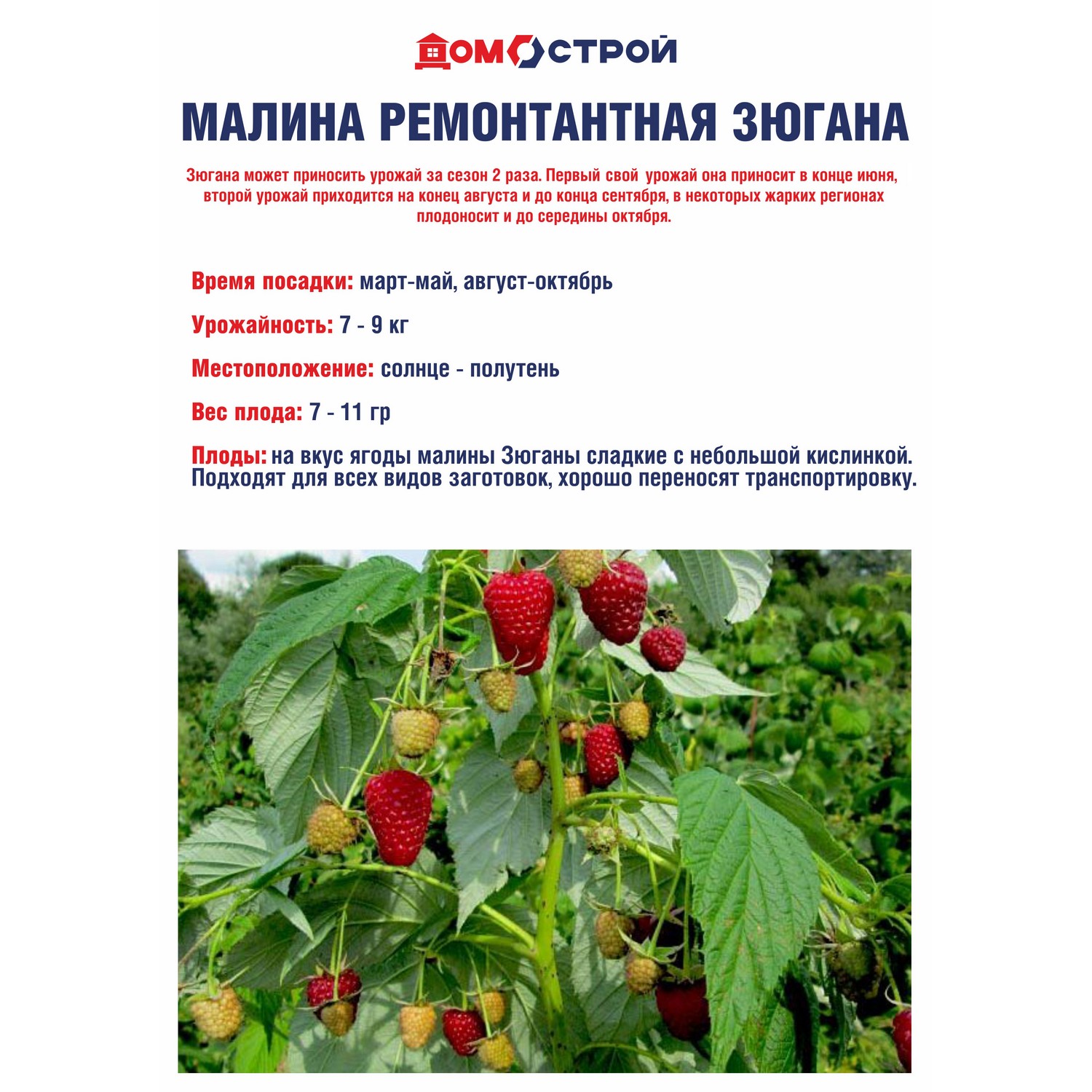 Малина ремонтантная Зюгана