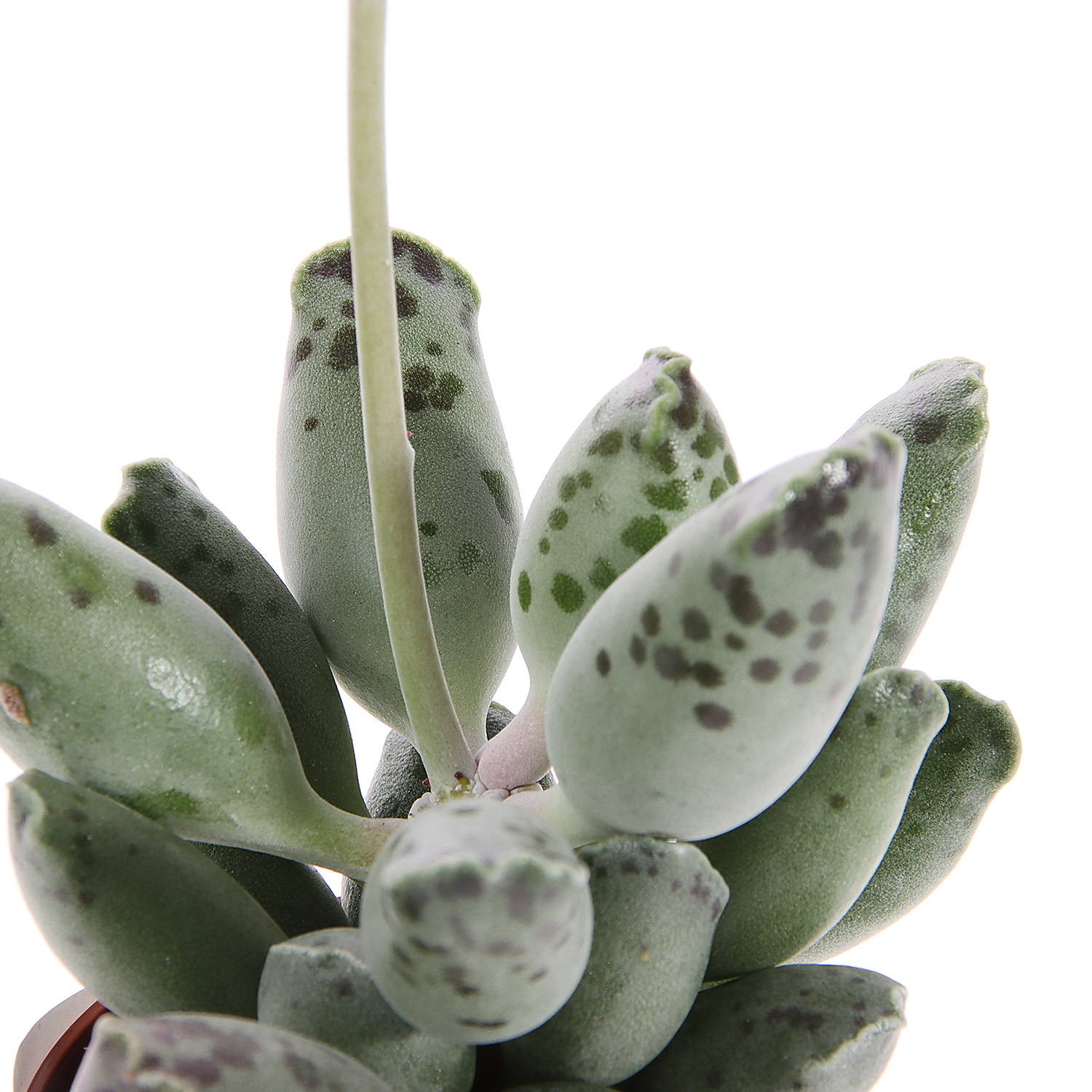 Суккулент микс ХХL D7 Н10 *1/20