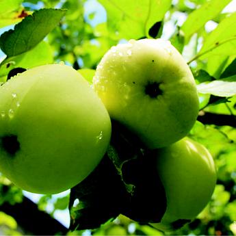 Яблоня Белый налив Саженец 2 года Высота саженца   100-120см