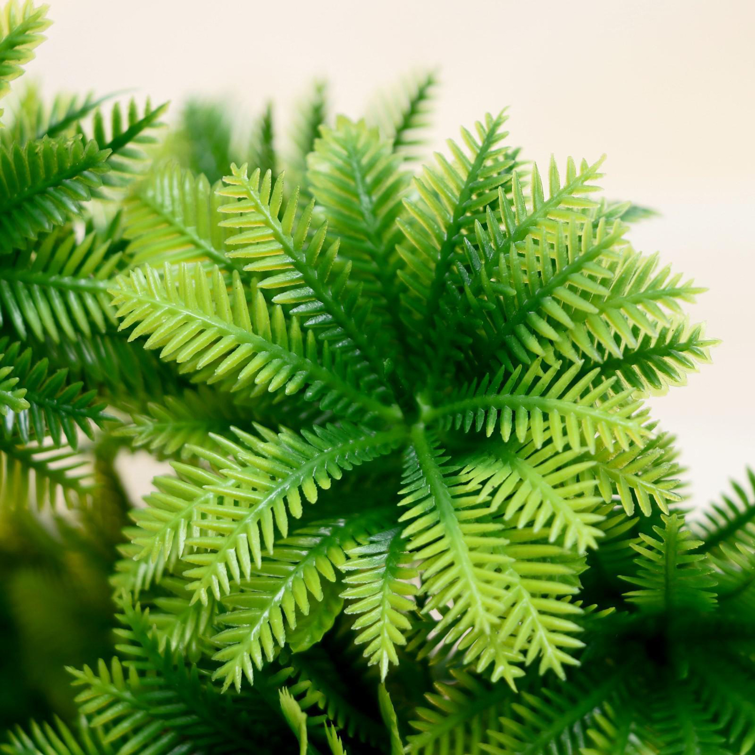 Букет "Араукария кругообразная" 24 см 5664367