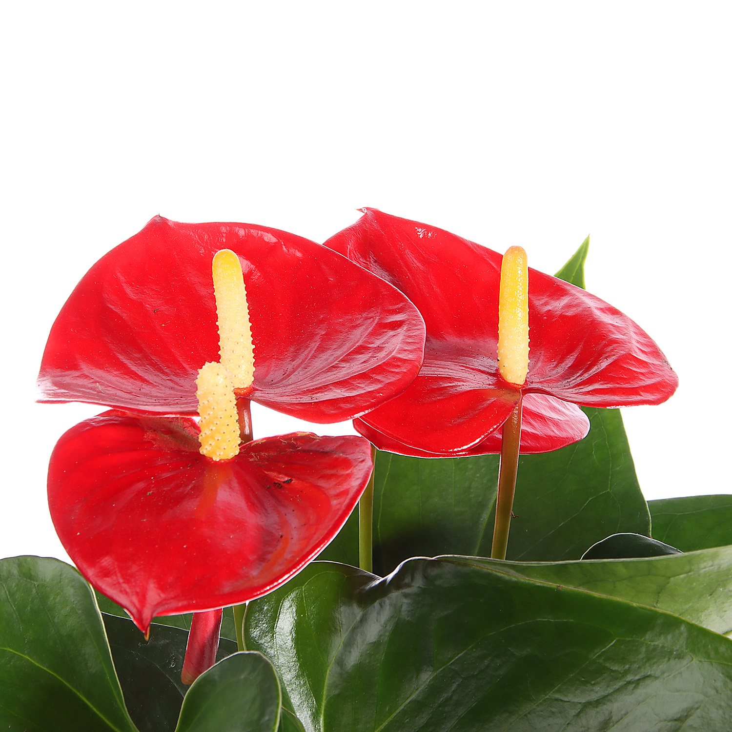 Антуриум Микс D12 H30-35 *1/10