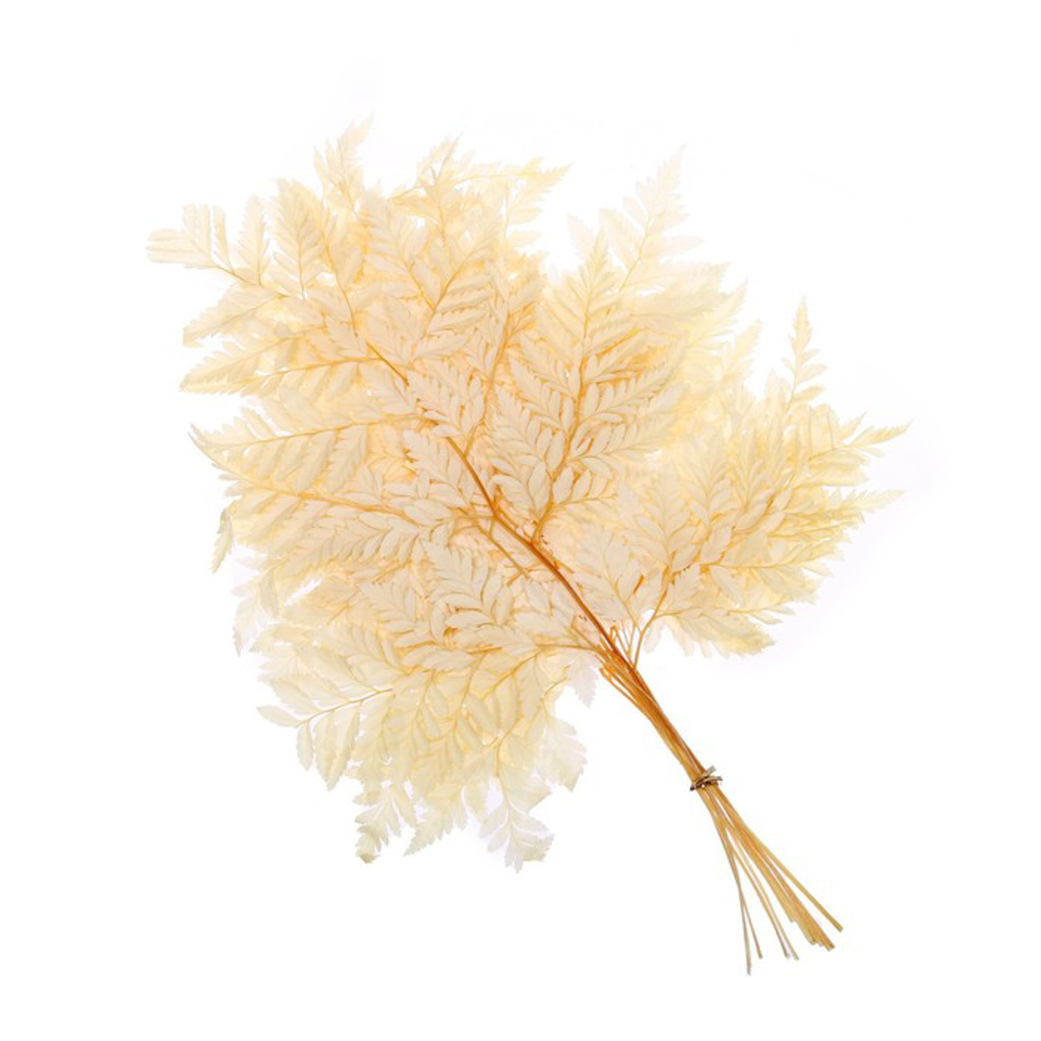 Сухоцвет Папоротник, желтый, 10 шт в упаковке    7749555