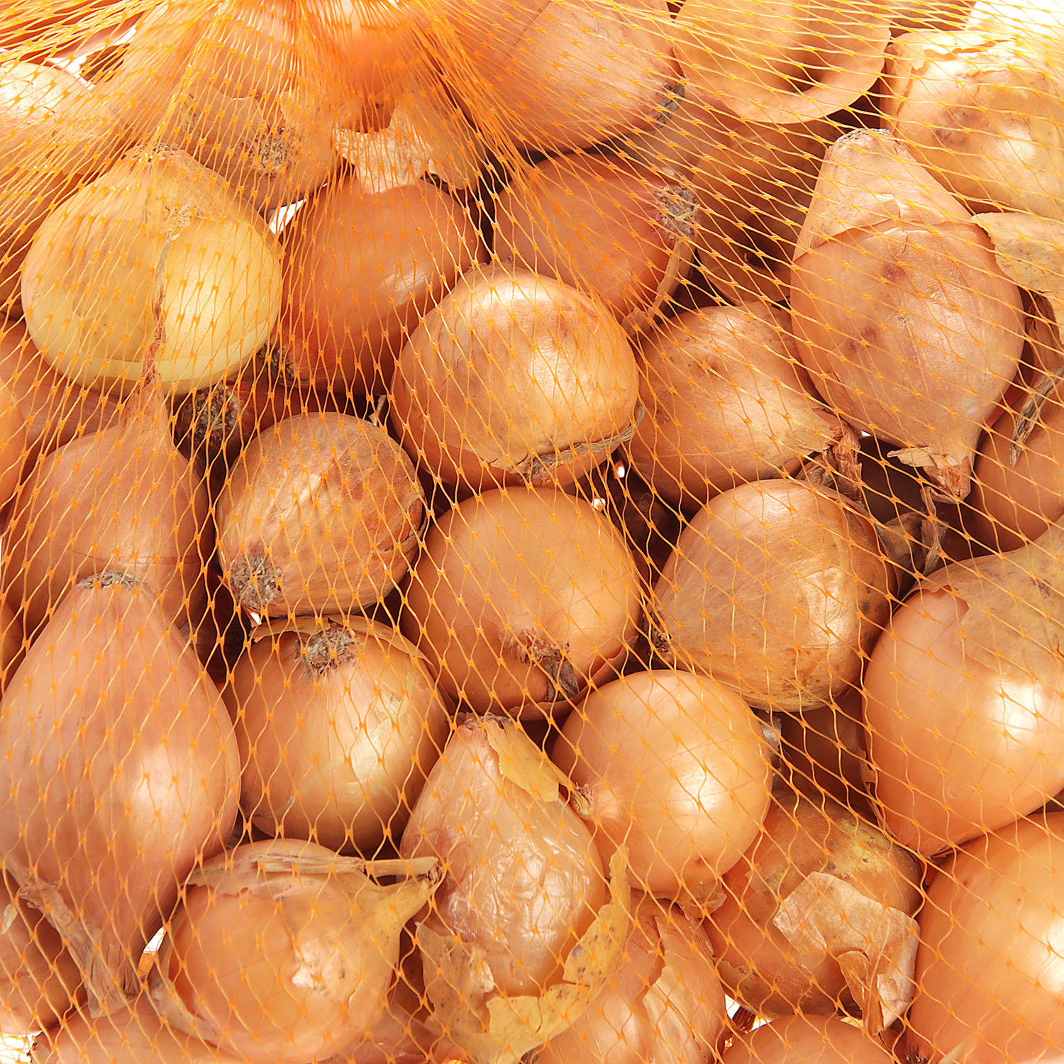 Лук-севок  Геркулес F1 (21/24)  0,5кг +/-10%