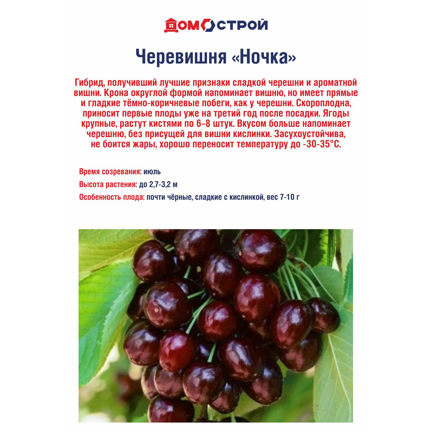 Черевишня Ночка