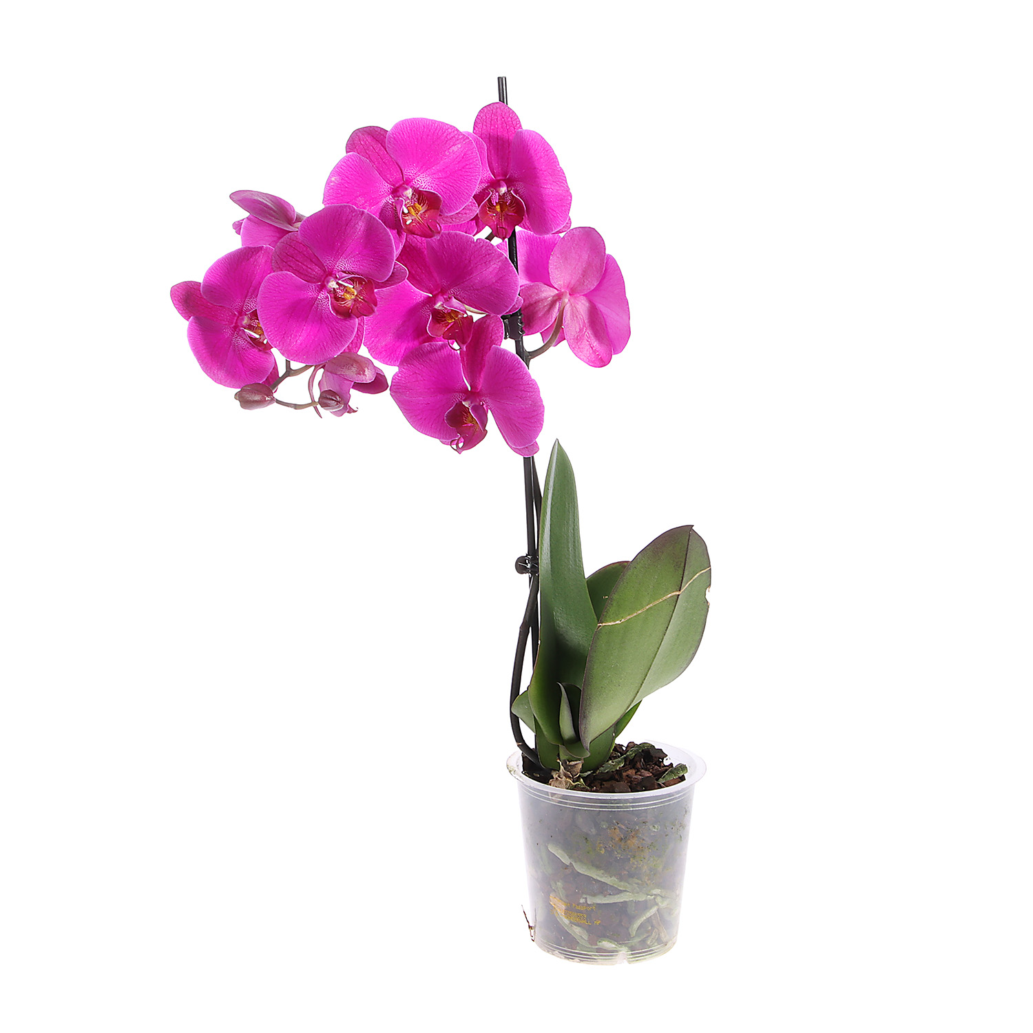 Фаленопсис, высота 40-55 см, 1 ствол, микс
