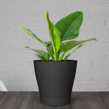 Кашпо пластм. "Лея" 3,6л d верха 190мм h185мм со вставкой Графитовый М8829 *1/20